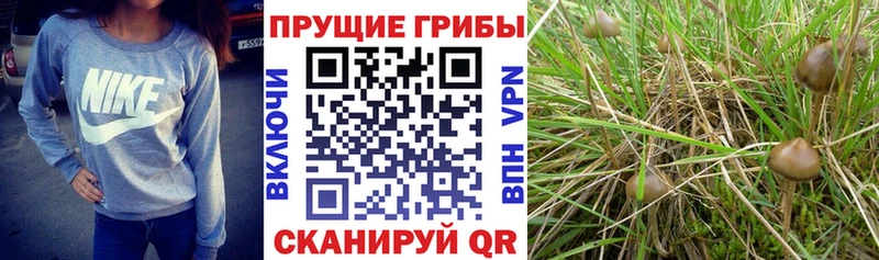 купить  цена  Талица  Псилоцибиновые грибы Magic Shrooms 